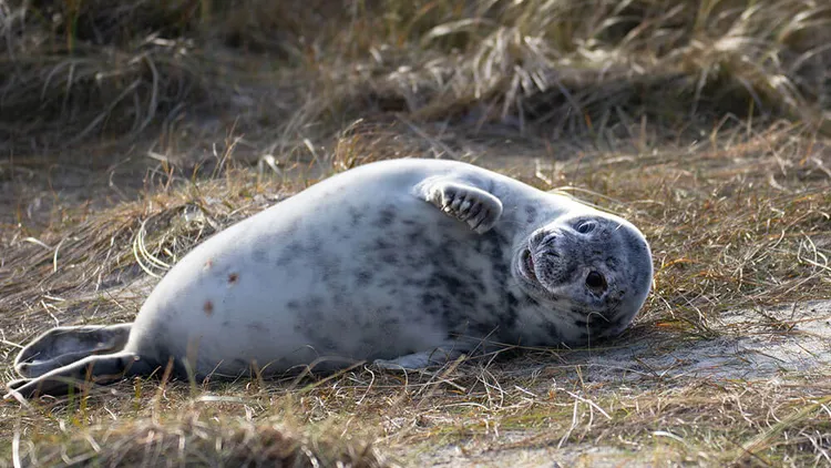 Fotoworkshop Helgoland – Robbenbabys und Seevögel