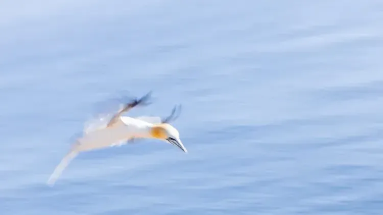 Fotoworkshop Helgoland im Juni